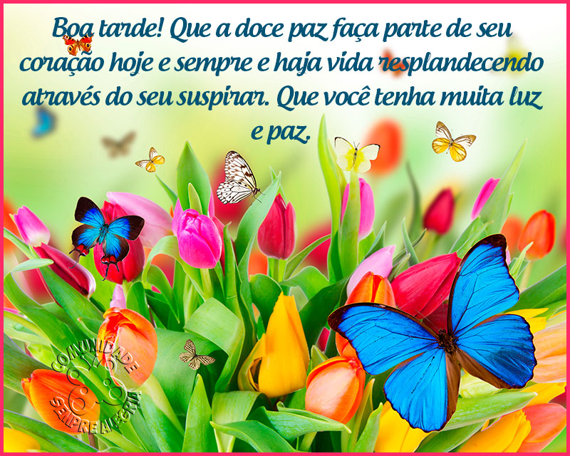 boa-tarde-61